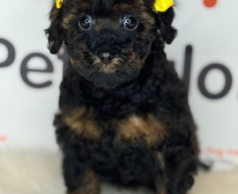 KAHVE SİYAH BENZERSİZ TOY POODLE DİŞİ YAVRU